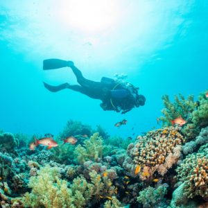 Diving Trip In Jeddah Recently Added Experiences