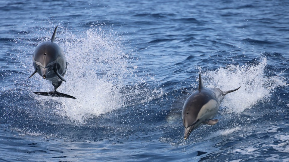 Dolphins Watching - Sightseeing and Tours